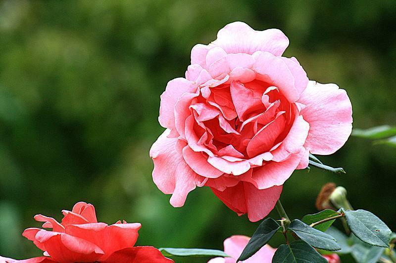 此花花朵硕大,花香怡人,花朵艳丽,容易开花成花海