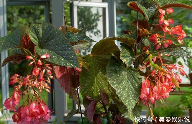 花球|5种花最怕晒,天天不见光,开花却火爆,一朵一朵炸花球