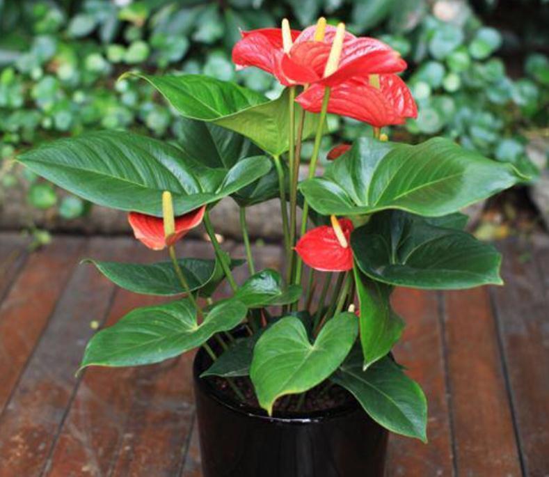 10种“旺运花”开花红艳艳,现在养一盆,春节刚好开,红火显富贵