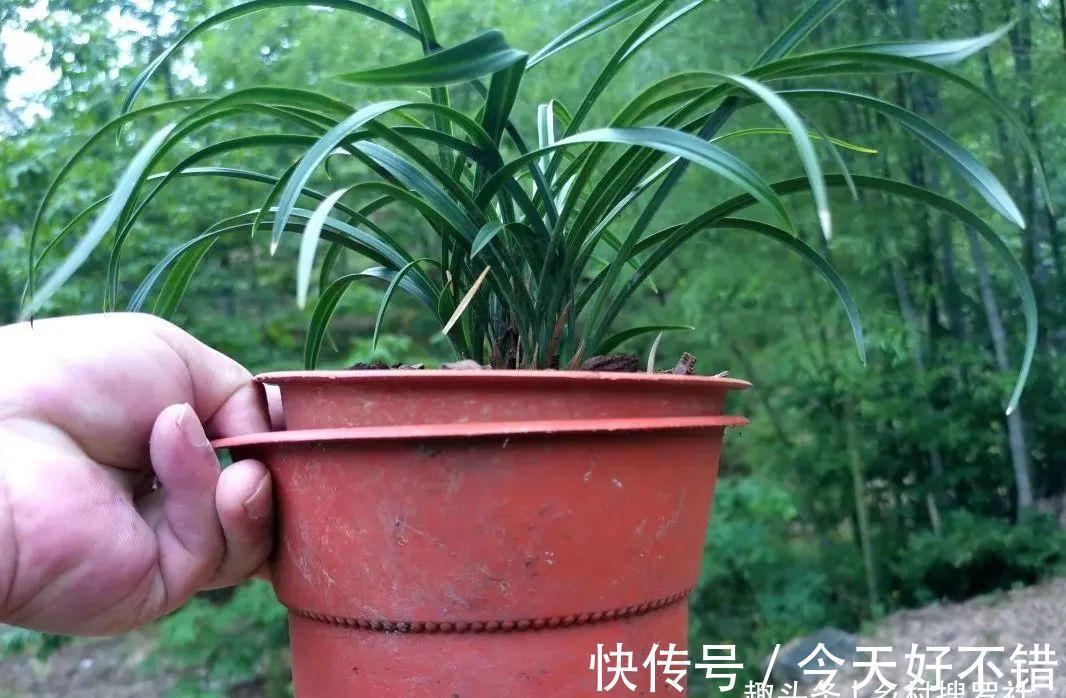 怎样让兰花不烂根？其实并不难，按照本文操作，我的兰花从不烂根