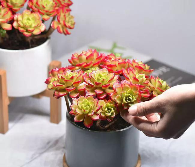 养多肉很简单，避开几个坑，黑腐，化水不再有，肥美又多姿