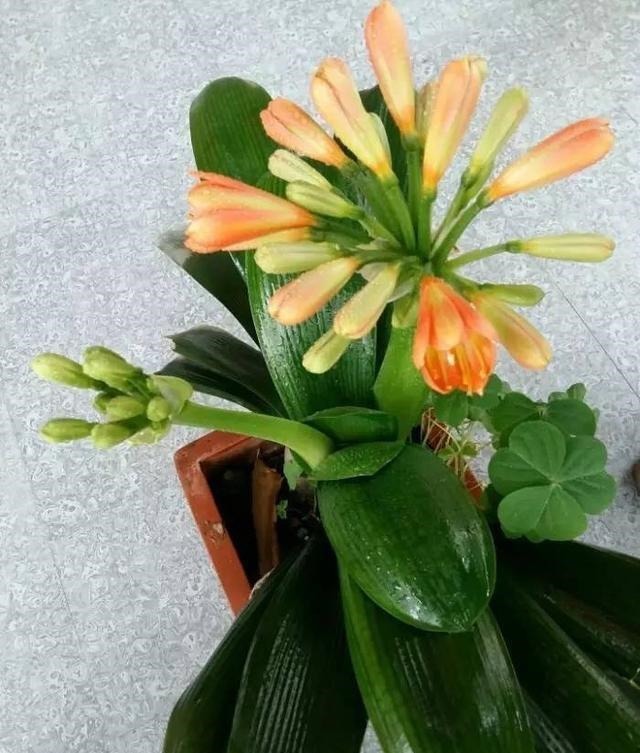 盆栽君子兰养了多年不开花,给它喝点这个就行了!