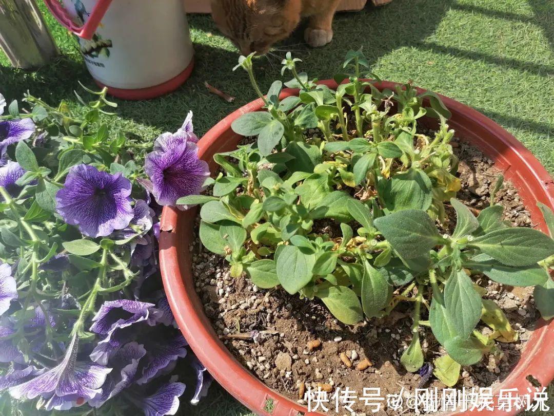 抗病、不招虫的天竺葵,屋里养一盆,开花一茬接一茬