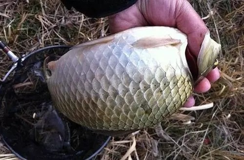 难度增加了一个台阶的深水钓鲫,根据这些分析也能钓好它!