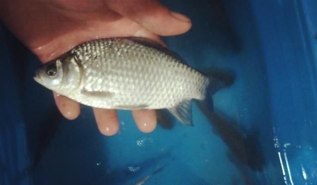 鲢鳙|野钓大半辈子,竟然才知道诱鱼最管用的方法,你尝试过了吗