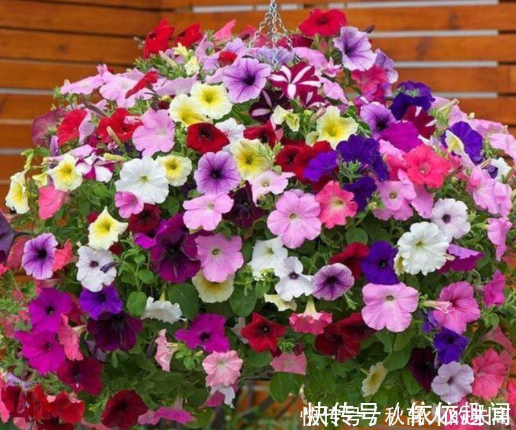 矮牵牛花|经常爆盆的几种花卉，丢在阳台爆成花海，幽香暗淡，烂漫又迷人
