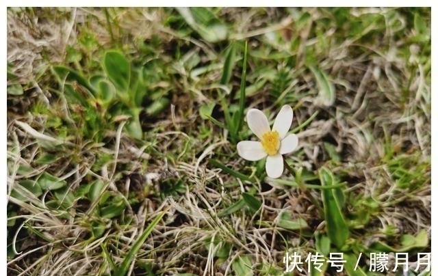 桃花|下一周，时光飞逝，牵手旧爱，桃花满地，红鸾凝聚，喜鹊飞临