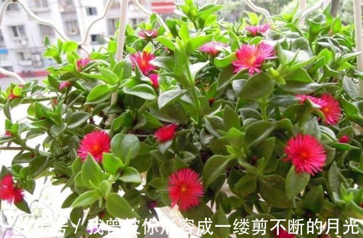人养花，花也养人，家养3种花，漂亮还净化空气，美容又养颜！