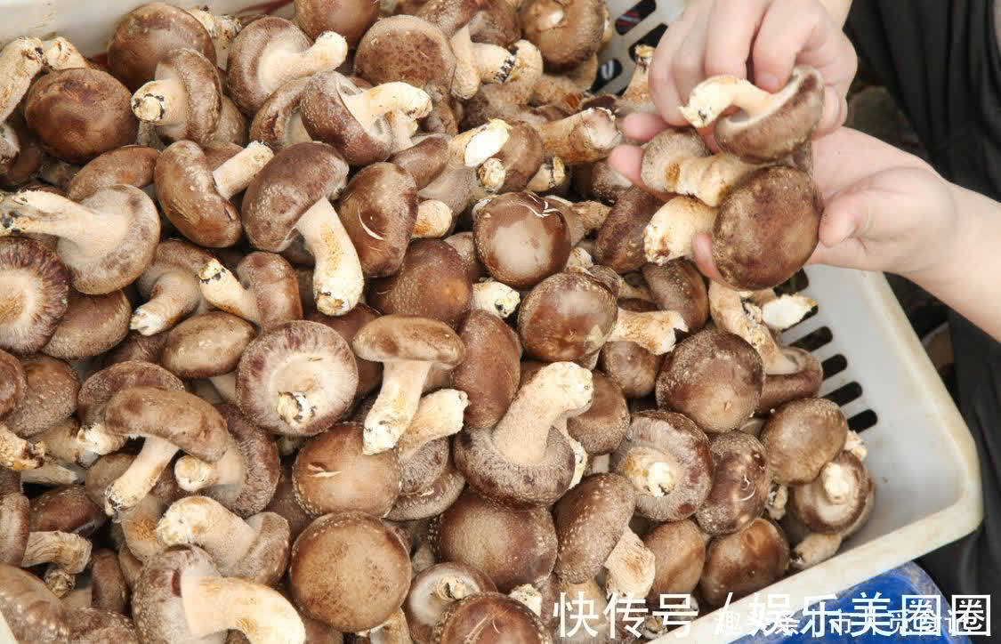 裂纹|买香菇,不是越大越好,记住“3买3不买”,香菇香味浓郁又新鲜