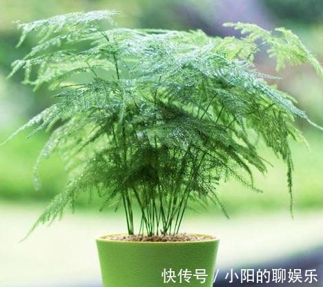 铁钉|文竹不见长,枝叶枯黄,3种垃圾,扔盆里,长势旺,再也不黄叶