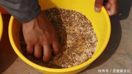 九一八|九一八必须搭配蓝鲫才好用?高手早就撇开蓝鲫了,这样搭配才厉害