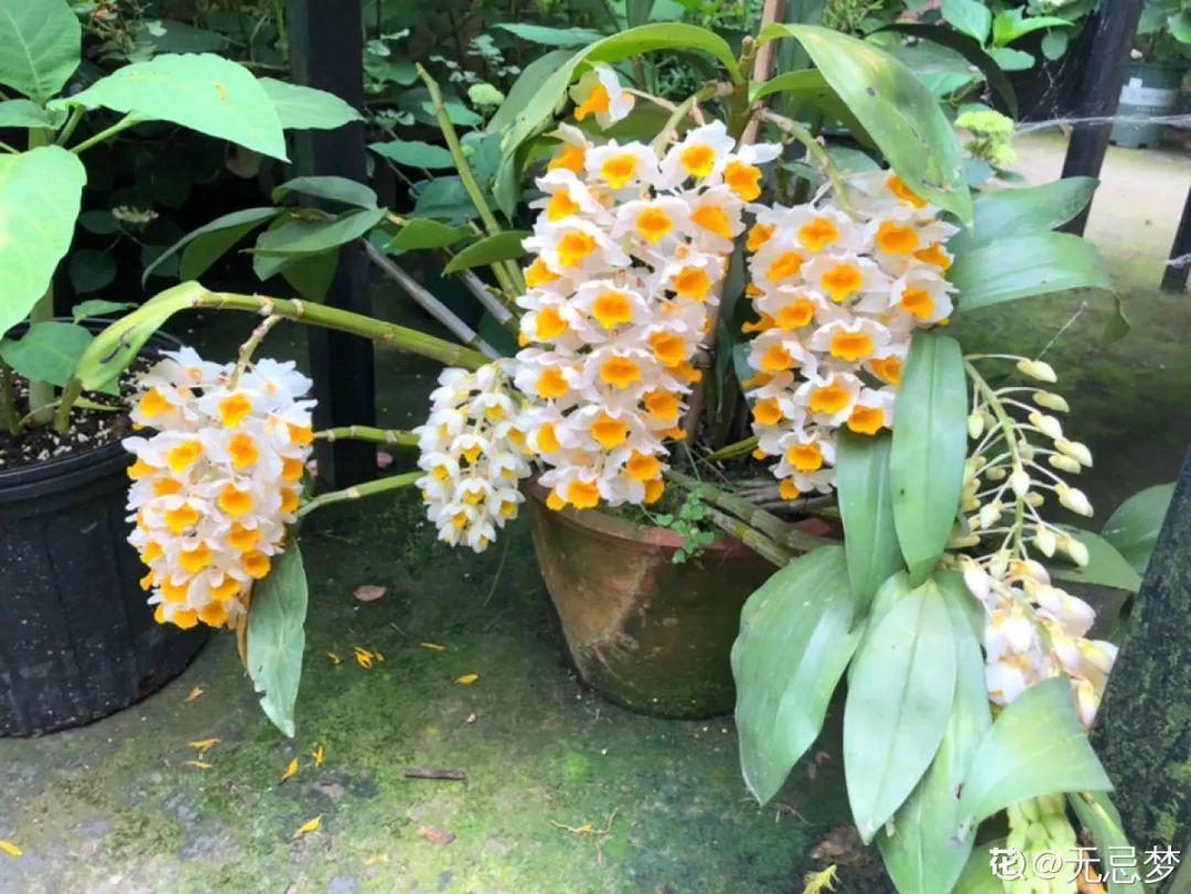 长寿花|9月后就养这些花,比绿萝好养,疯狂开花到明年!