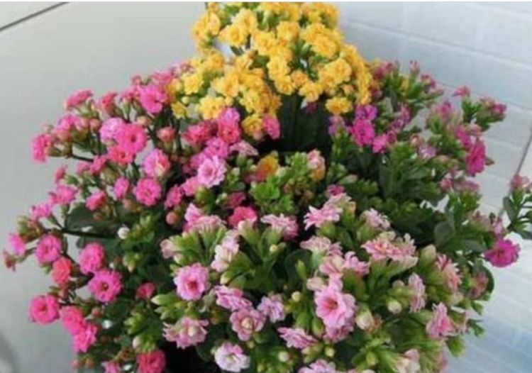 3种花“最爱”吃醋,1个月“喂”1斤,叶片油绿,花开满盆