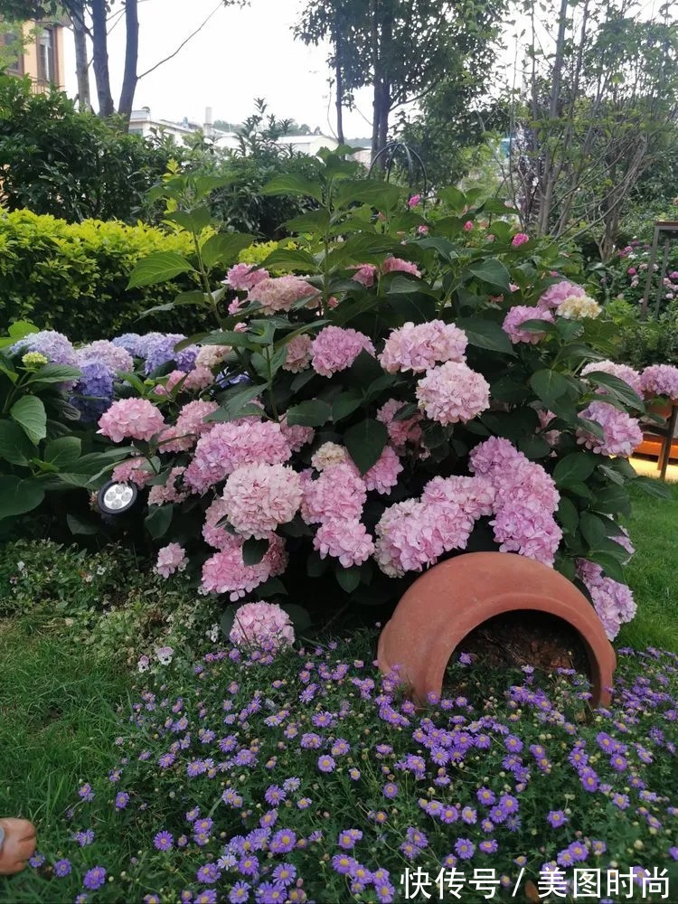 下午茶|一楼430㎡大院子,用1年半建成花园,网友:你这是建了个公园吧?