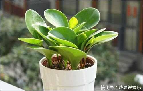 媳妇经常去花店蹭点叶子,没花一分钱,就把花种满了阳台!