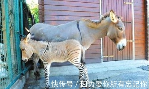 俄罗斯猪人是真的吗?认识那些真实存在的