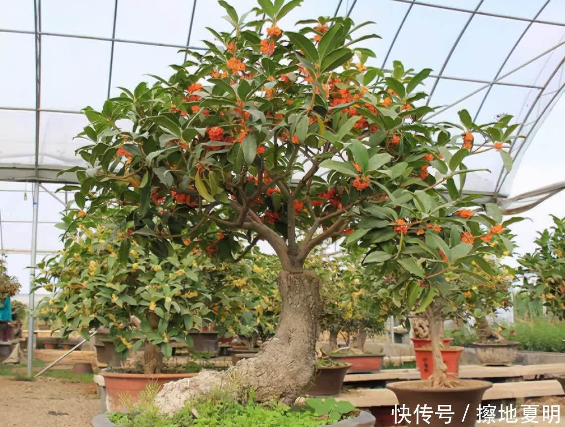 养桂花也需要技巧,掌握这些要点,才能四季油绿,开花香满屋