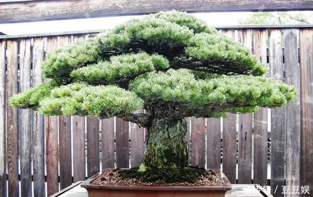 浇水|这4种“盆景树”,不仅观赏性高,寿命还特别长,越养越值钱