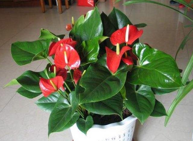 4种常年开花的植物，阳台随便养一种，四季有花赏，阳台变花园