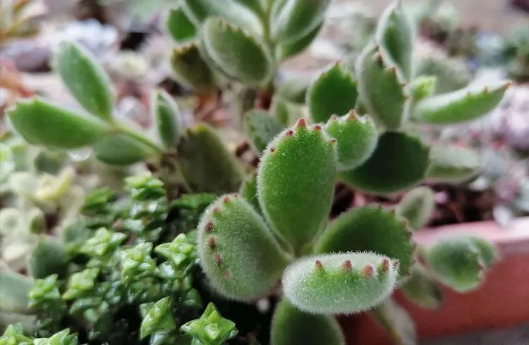 观音莲|90后川妹子的“丑肉”逆袭记!时光不弃,多肉常在!