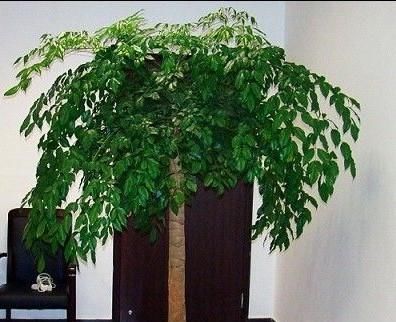 橡皮树|客厅适合养树,好养又好看,空气更清新,新手也会养!