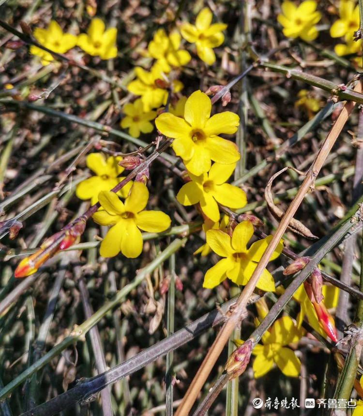 济南趵突泉的春天，泉水千回百转春已来！|就地过年?春在身边| 济南趵突泉的春天，泉水千回百转春已来！\＂,\＂i16\＂:\＂就地过年?春在身边