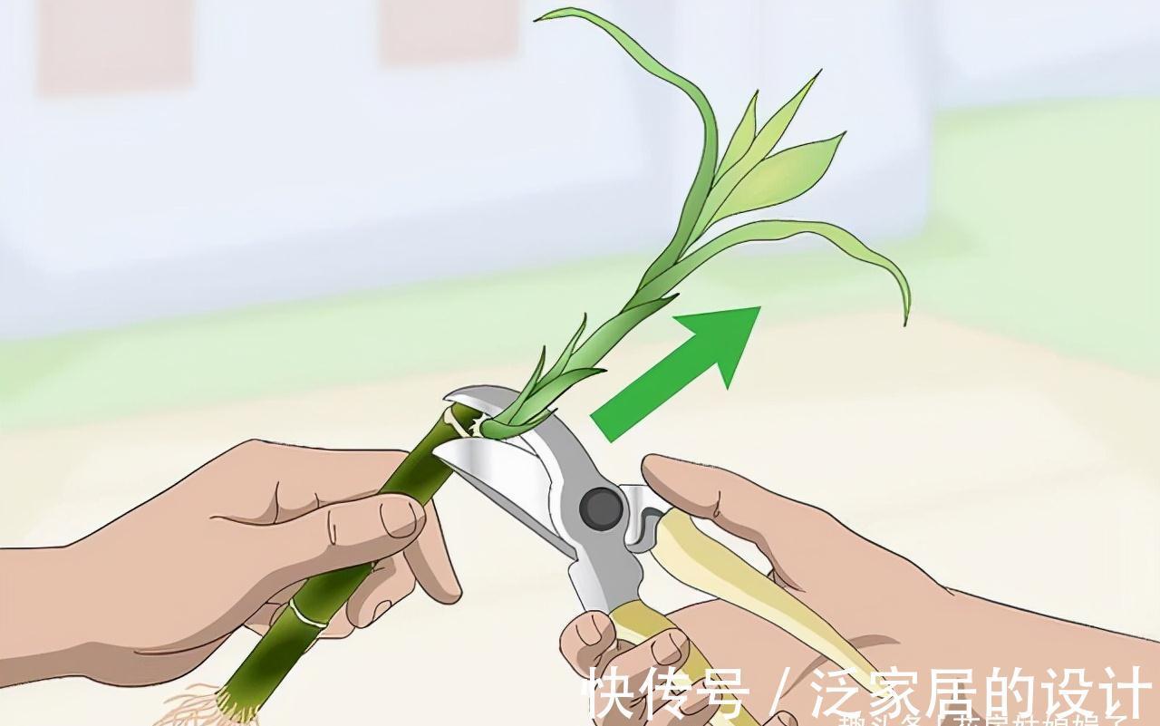 水培|富贵竹不用花钱买了，1根迅速变10根，这样扦插繁殖生长速度快