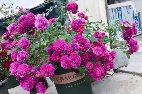 夏洛特夫人|推荐10种浓香月季,花量大花期长,新手也会养,值得拥有
