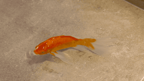 地板|老公不顾反对在地板下养鱼，老婆气到哭，半年后回到家彻底懵了