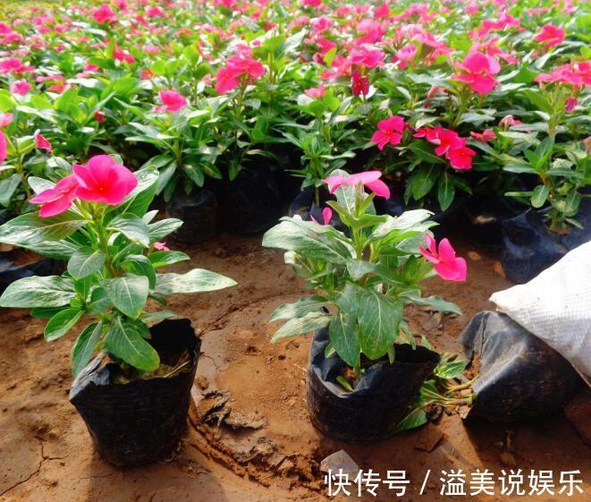 养花|喜欢养菊花,不如养“长春花”,全草入药可止痛,花期12个月
