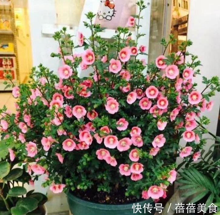 世上公认最美的4种花,好打理,易爆盆,花开不断