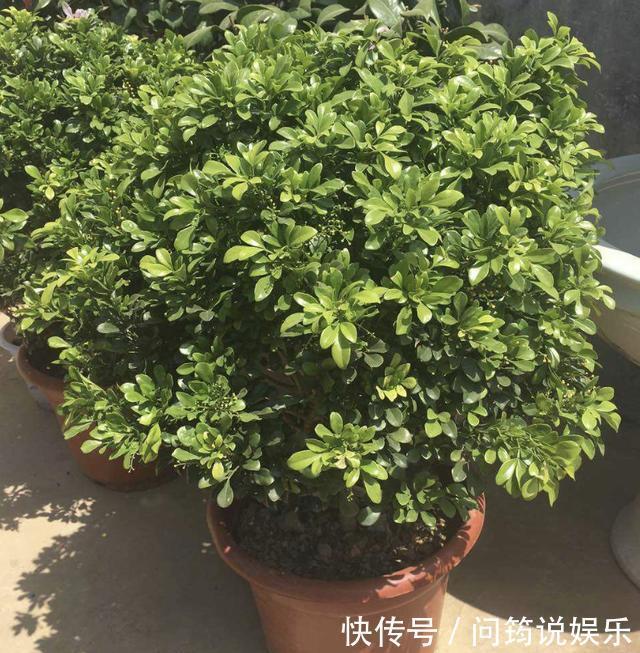 漂亮也好养的“4种花”,枝条能剪下来“扦插”,1年后开花多!