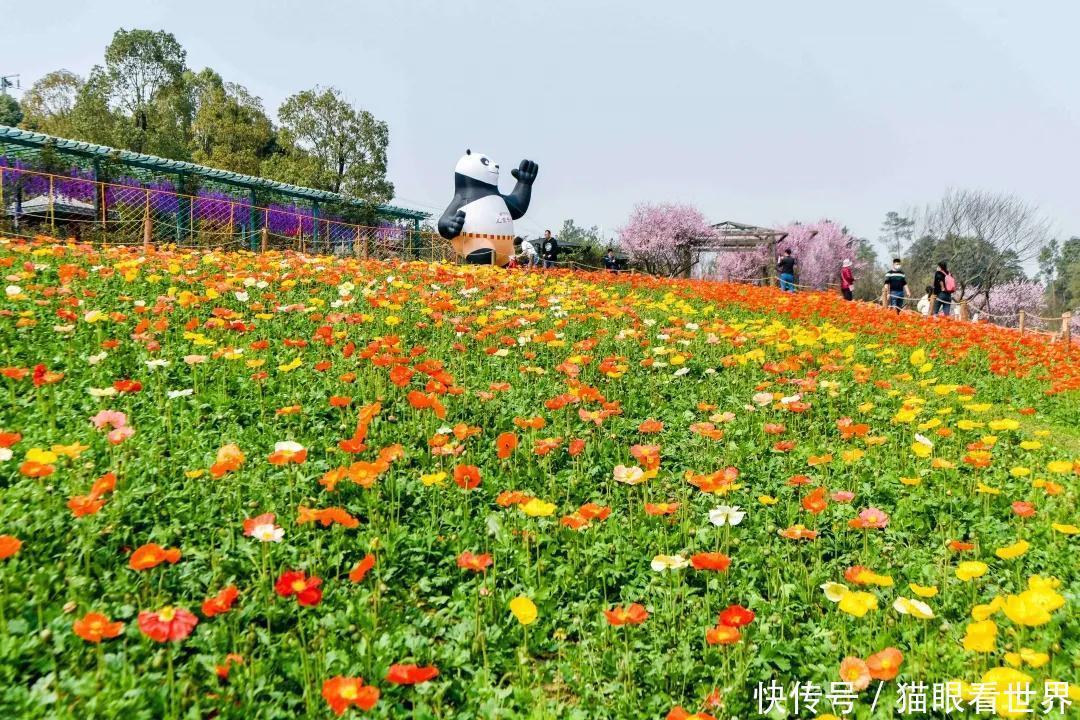 中年|打卡拍照赶紧出发吧秀丽东方桃花开了还有西南最大冰岛虞美人花海