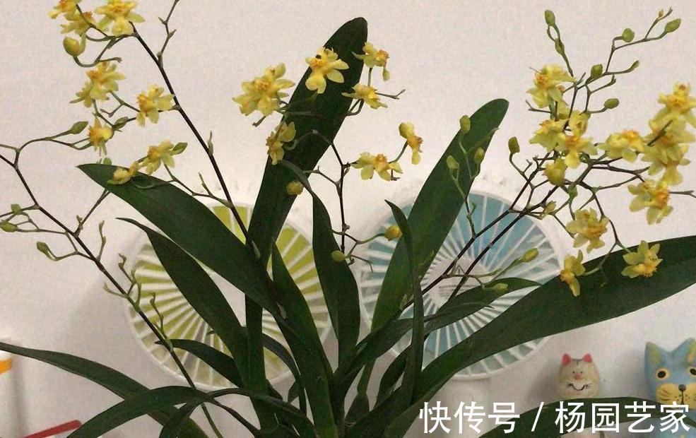 梦香兰|梦香兰日常养护需知,该如何养呢,又该注意哪些问题呢