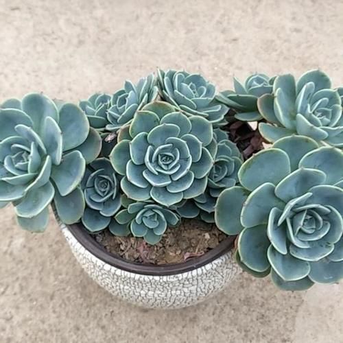 2款多肉很漂亮却经常被冷落，就是因为听说不好养，没养过得试试