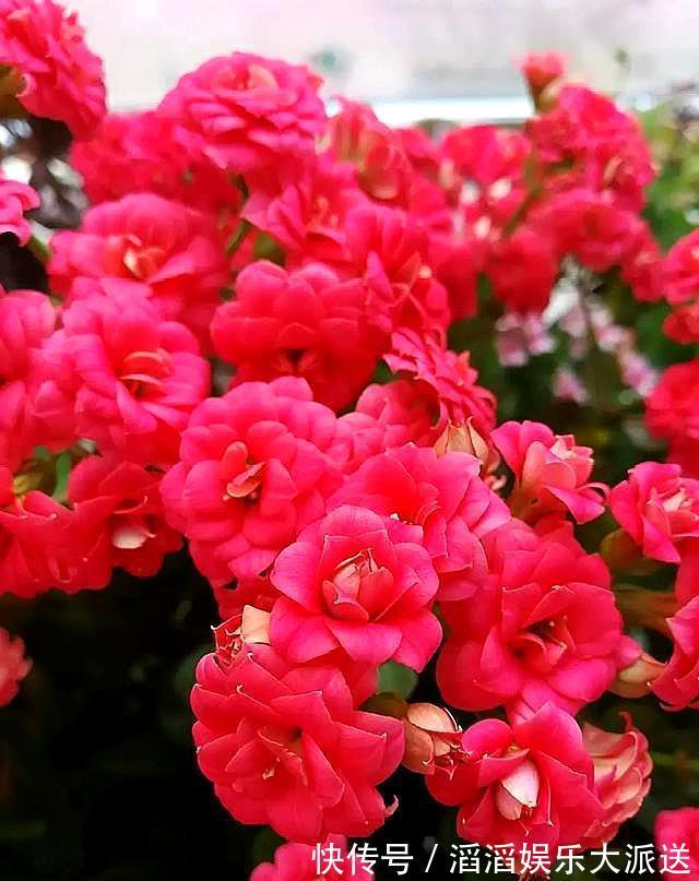 三盆长寿花同样浇水，同样施肥和光照，两盆开花一盆不开为什么