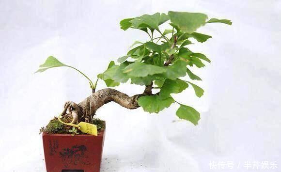 微型盆景的特点是小巧玲珑,占空间很少,四步让你学会制作微型盆景