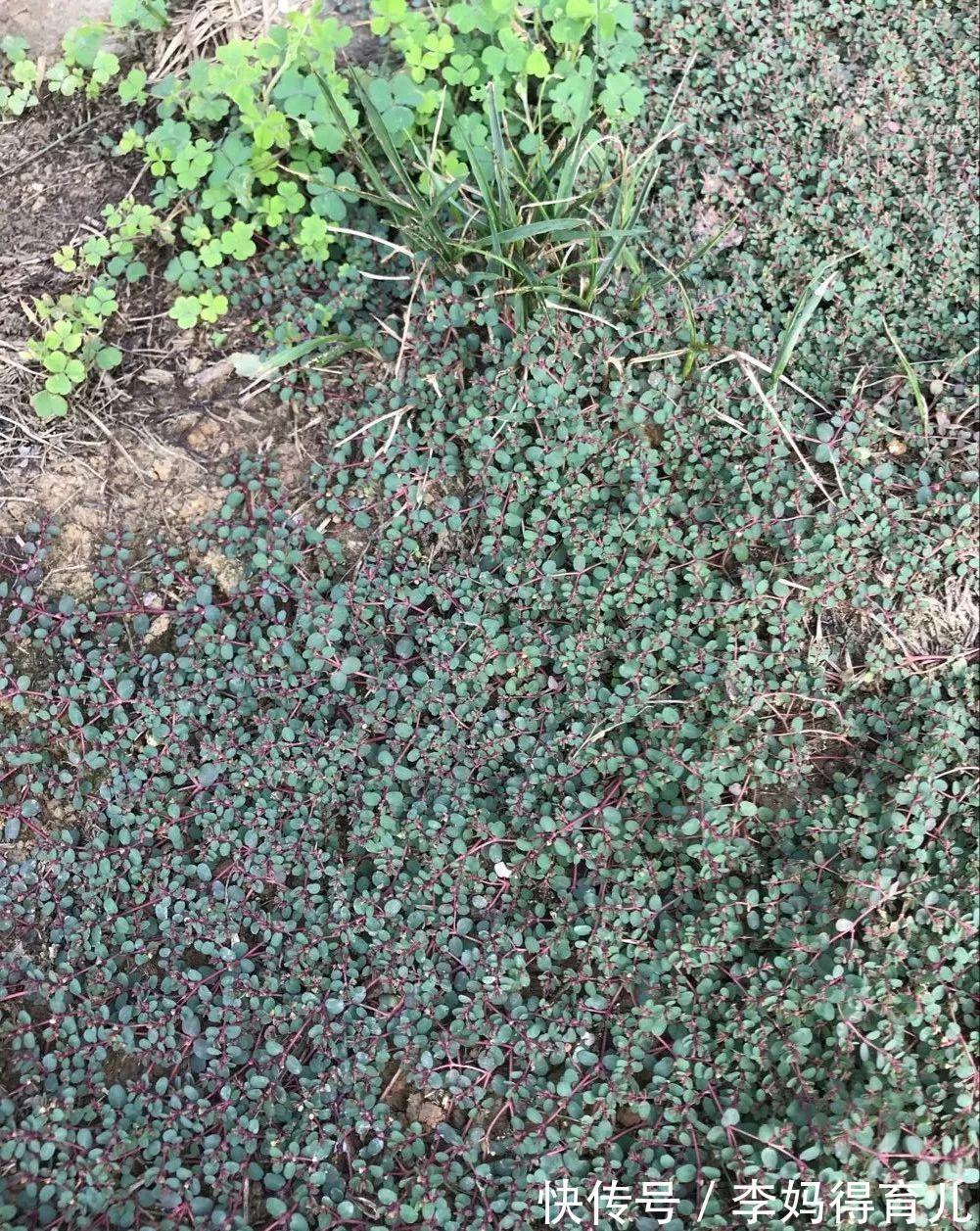 凤尾草|奶草,一种神奇的民间草药!17个入药良方,横扫全身上下各种疾病