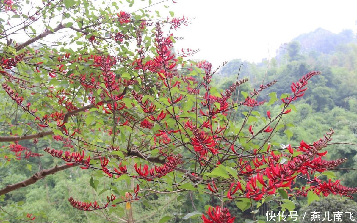 城区|沐川县城区：龙牙花开红似火