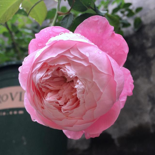 “羽毛”也能开花这花真神气，1个枝条花苞多，花香浓郁