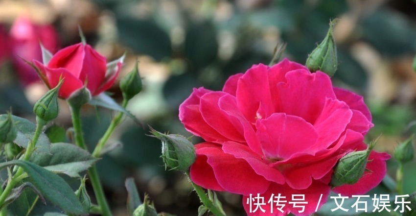 家庭生活|越老越清闲的三大生肖女,老公宠子女孝顺有出息,日子越过越富有