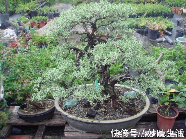 采摘|这盆景价值高,被人戏称“夺命芙蓉”,十分珍贵,树形最亮眼!