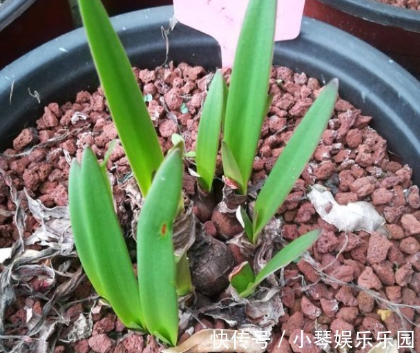 朱顶红开完花不能剪,施点肥水,一年爆出好多球!