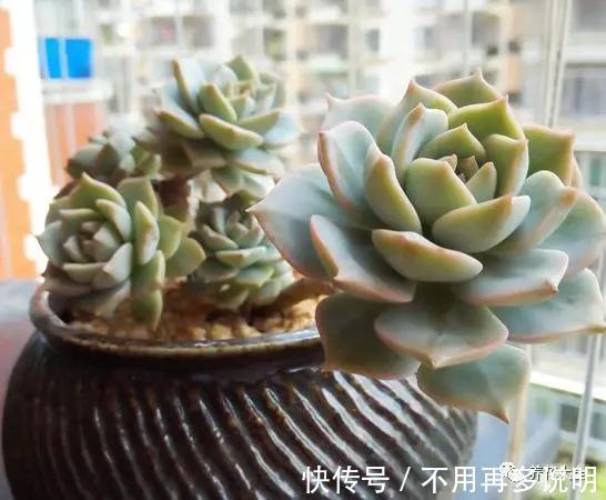 干透|多肉就养这7种,散养不用管也能呼呼长,想养死都难!