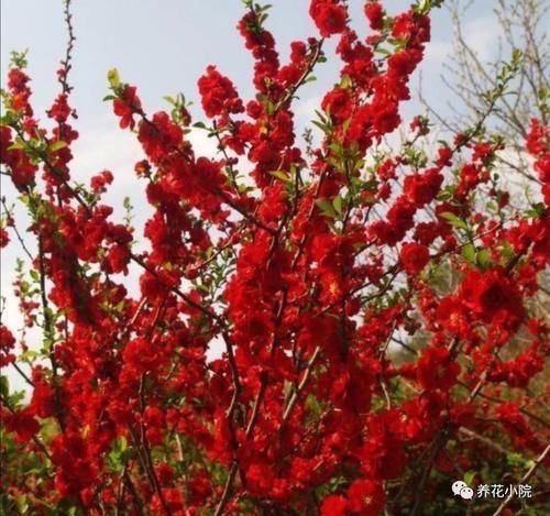 海棠花|养海棠盆栽，几个关键养护要做对，才能大量开花