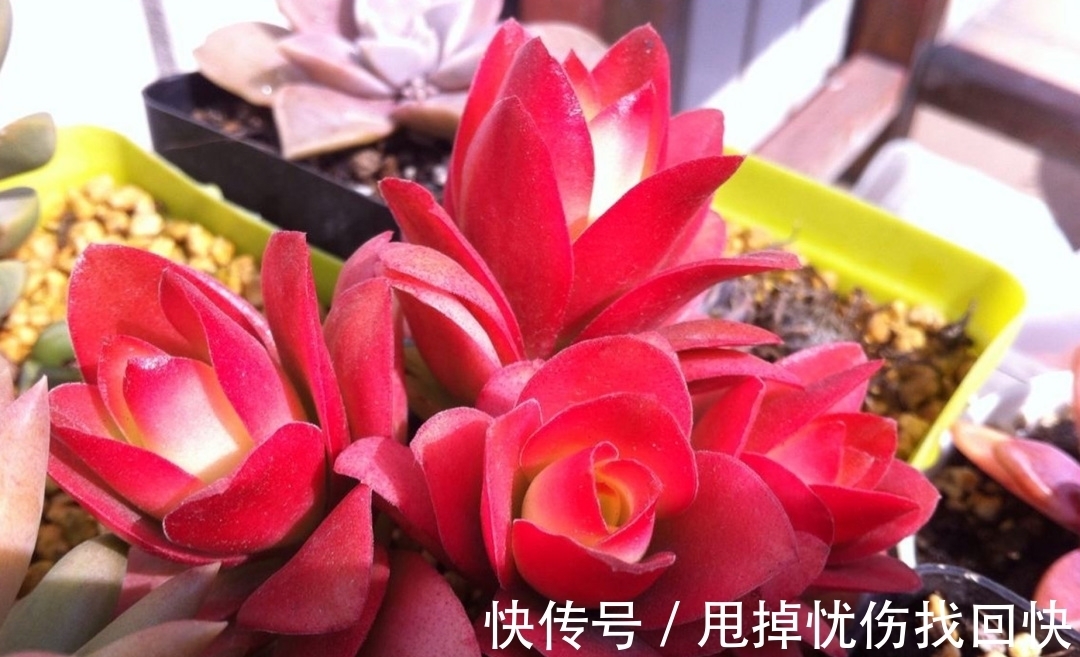 冬季火祭变绿啥原因?做好4点,颜色红得更鲜艳