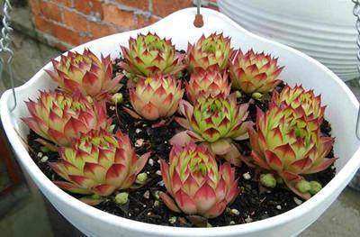 几种“蠢萌”的多肉盆栽,便宜又好养,重点是比贵货还要漂亮