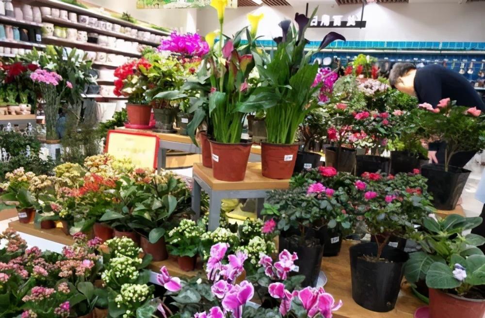 黄叶|4个养花坏习惯，花卉养一盆死一盆，你中了几个？