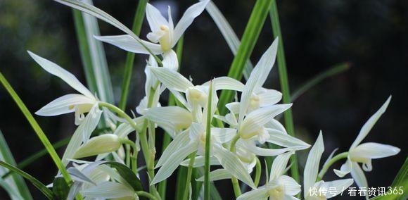 室内装扮|5种花“不吉利”,再喜欢也别放“室内”,你家若有,抓紧搬出去