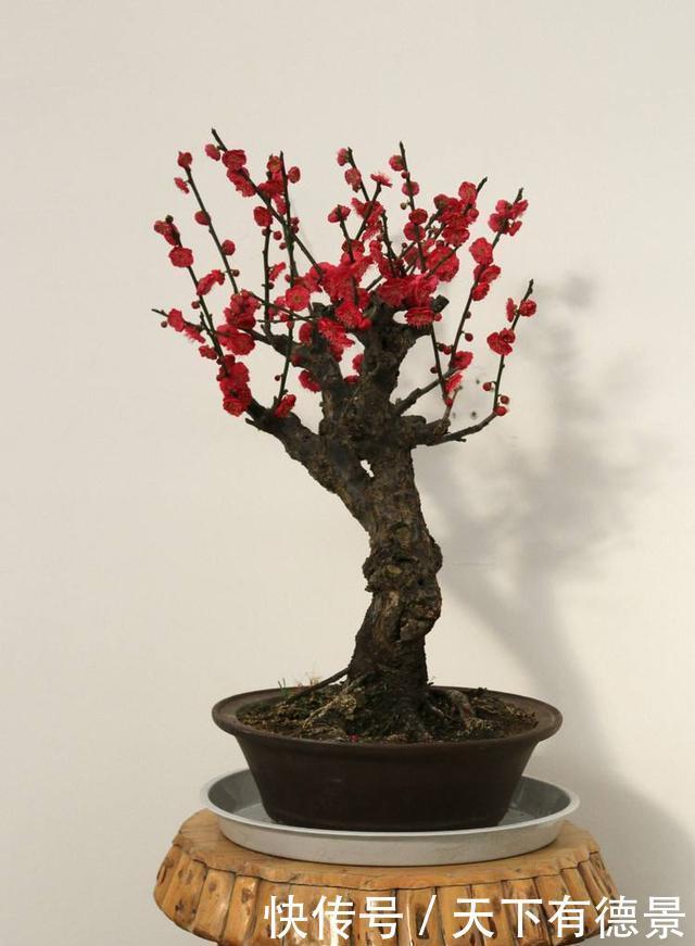 树桩盆景树干的表面造型及方法